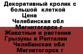 Декоративный кролик с большой  клеткой › Цена ­ 1 700 - Челябинская обл., Магнитогорск г. Животные и растения » Грызуны и Рептилии   . Челябинская обл.,Магнитогорск г.